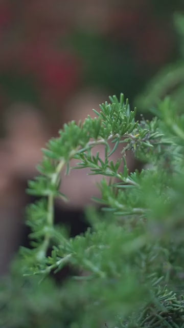 Ladivine  CD235 Dress